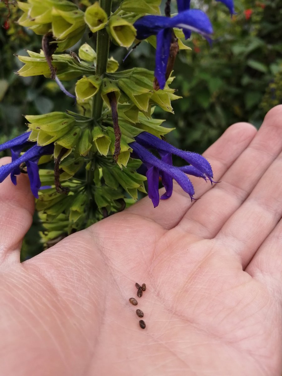 Gente, comenzó la temporada de semillas de Tlacote (Salvia mexicana), así que aquí va mini hilo sobre esta interesante especie propia de México y que de verdad merece protagonizar las jardineras de la CDMX en lugar de tanta fregadera exótica...