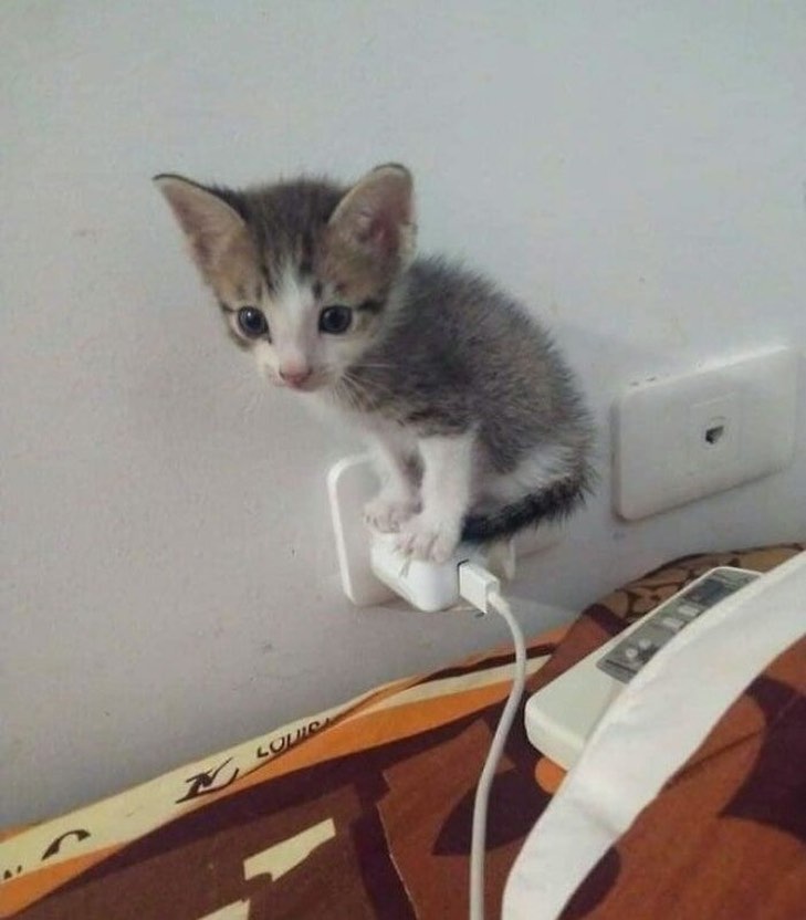 Punch Cat (@punchingcat) on Twitter photo 