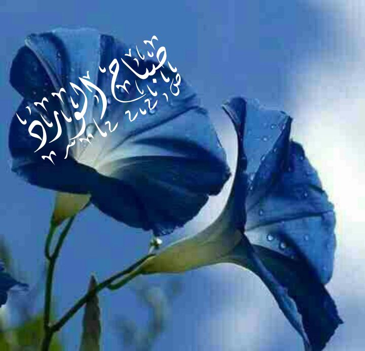 ﻧــجـ𓅓ــم🇾🇪الـــيـمــ𓅓ــن tweet media