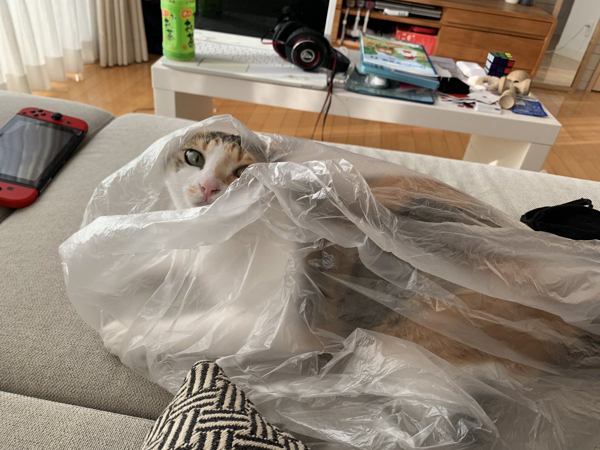 8124kuma's tweet image. ビニール袋が好きすぎてカミカミするミネ😅

#保護猫　
#保護ネコ　
#保護ねこ　
#三毛猫　
#猫のいる生活　
#猫のいる暮らし　
#猫のいる幸せ
#かぎしっぽ
#ニャルソック
#にゃま首
#ニャマ首