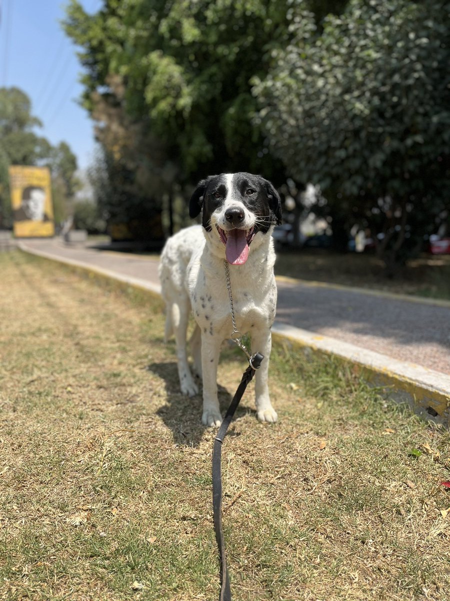 HELA_MORE's tweet photo. Compartir mi foto puede ser el primer paso para cambiar mi vida. 🐾
Yo solo sueño con un hogar donde me quieran y me cuiden.
Ayúdame a lograrlo, quizás gracias a ti encuentre una familia.

Soy Paloma,tengo 3 años,talla grande.
Estoy en CDMX. https://t.co/UBZM3N91nk