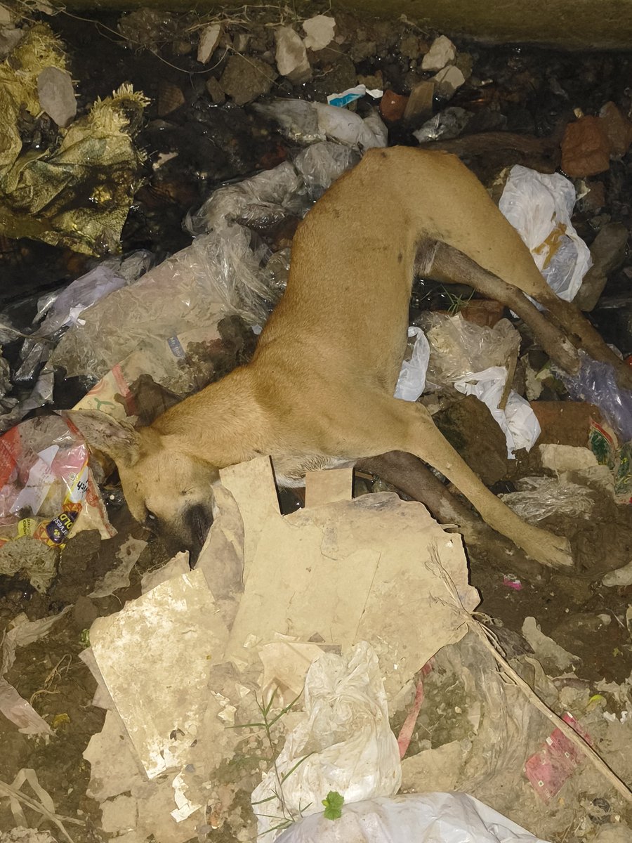 Environment/Human (@envirohuman) on Twitter photo कुत्ते को मारकर कूडे मे फेंका
ऊनीनाव हाईट सोसाइटी, राजनगर एक्सटेंशन, गाज़ियाबाद के बाहर
बताया जा रहा है कि,
मेंटिनेंस के कहने पर गार्ड अक़्सर मारते हैँ कुत्तों को
Cctv चेक करें
राजनगर एक्स. के RWAs इलेक्शन जीतने मे लेते हैं कुत्तों का सहारा
<a href="/Uppolice/">UP POLICE</a> <a href="/ChiefSecyUP/">S.P. Goyal, Chief Secretary, GoUP</a> <a href="/ZeeNews/">Zee News</a> कुत्ते को मारकर कूडे मे फेंका
ऊनीनाव हाईट सोसाइटी, राजनगर एक्सटेंशन, गाज़ियाबाद के बाहर
बताया जा रहा है कि,
मेंटिनेंस के कहने पर गार्ड अक़्सर मारते हैँ कुत्तों को
Cctv चेक करें
राजनगर एक्स. के RWAs इलेक्शन जीतने मे लेते हैं कुत्तों का सहारा
<a href="/Uppolice/">UP POLICE</a> <a href="/ChiefSecyUP/">S.P. Goyal, Chief Secretary, GoUP</a> <a href="/ZeeNews/">Zee News</a>