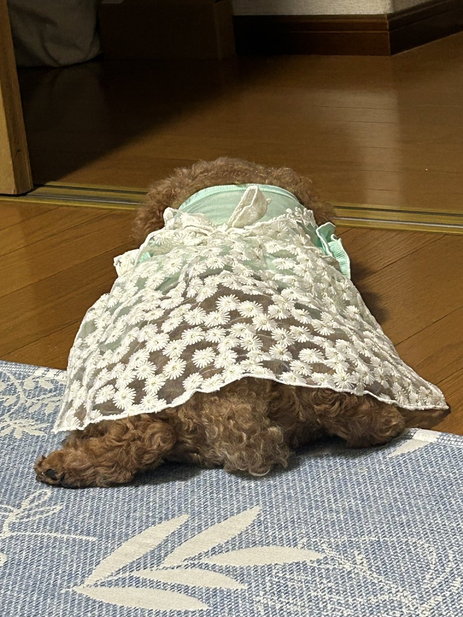 最高のおしりをもつ🍑
わたしの弟子。
きなこ🐶

夏は暑すぎてこのような座り方をする。
すずしいらしい😎
かえる🐸みたいなイッヌ。
コトバは何も要らない。
彼女は、背中で魅せてくる。

 #最高のイッヌ
 #背中で語る