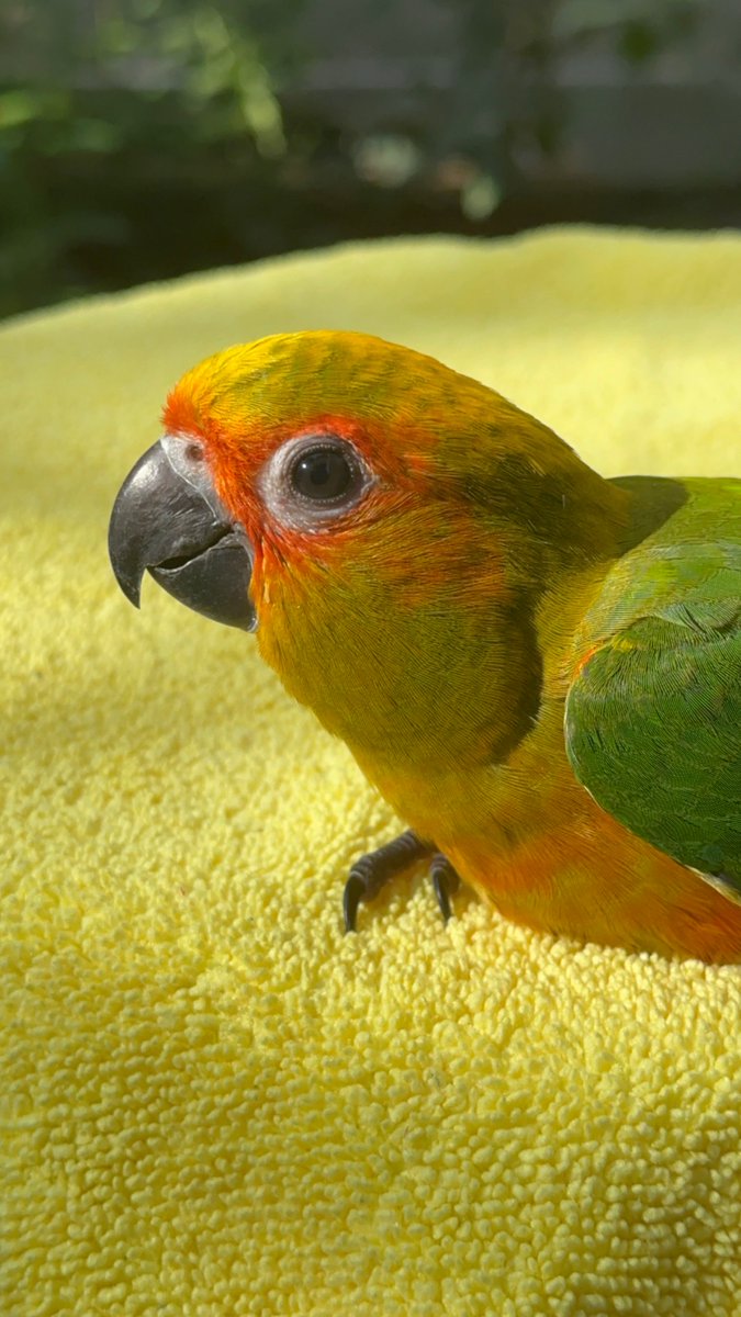 brooklynyc's tweet photo. Baby Sun Conure For Sale in NYC https://t.co/V1JDEmJrrl via @_getHoobly #sunconure #parrot #nyc #brooklyn #fortgreene #bird https://t.co/myz3rOqKDi