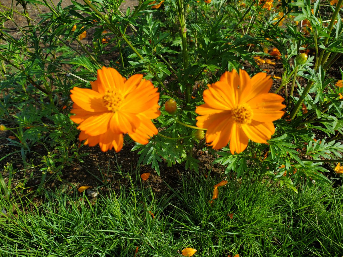 おはもちです(ﾉ)・ω・(ヾ) 木曜のだんご村は晴れ☀ 昨日は帰りに超絶