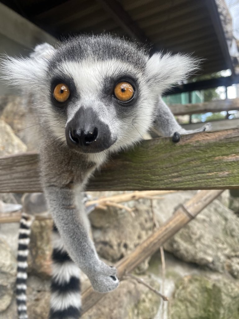 おはようございます☀️

今日も雨が降る予報なので傘を忘れずにお出かけください☔️

ぱっつん前髪のような模様がとても可愛らしいですね🤭
個体によってそれぞれ模様が違うのでそこもぜひ見てみてください✨️

本日もご来園お待ちしております！
 #須坂市動物園
 #須坂市
 #ワオキツネザル