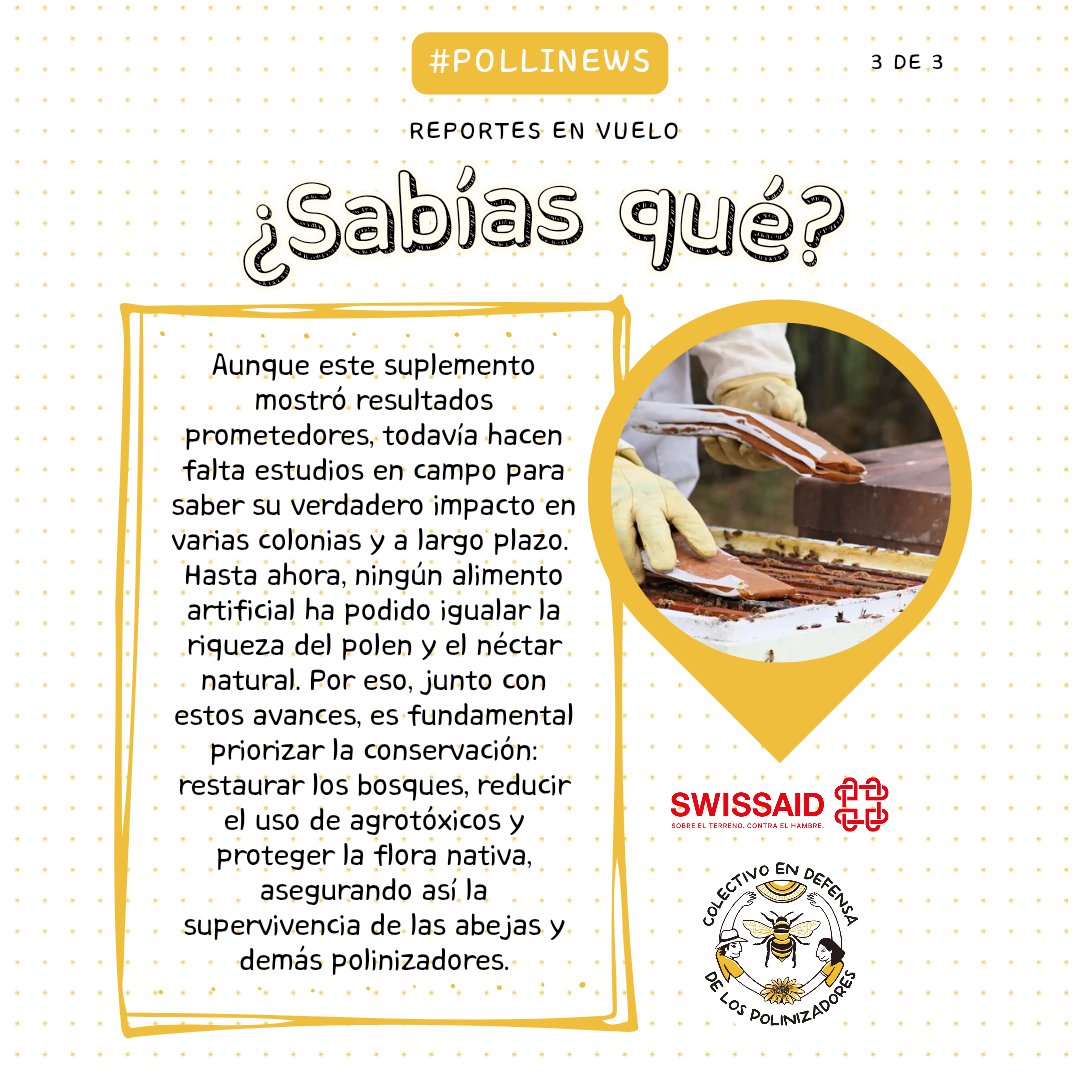 #PolliNews 🐝 Hoy en 𝕃𝕆𝕊 ℝ𝔼ℙ𝕆ℝ𝕋𝔼𝕊 𝔼ℕ 𝕍𝕌𝔼𝕃𝕆 conoce sobre un nuevo avance científico, pero ¿es esta la verdadera solución al colapso de las colonias?

#AbejaYoTeElijo #bastadepesticidas #ciencia #polinizadores #Apicultura #apismellifera #cambioclimático