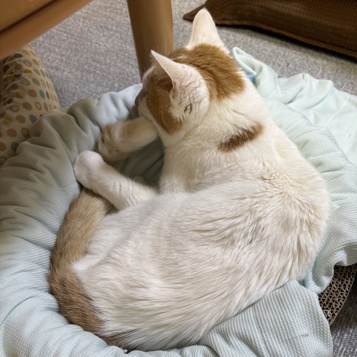 本日のぴーちゃん🐈しっぽを持っているように見えます😊