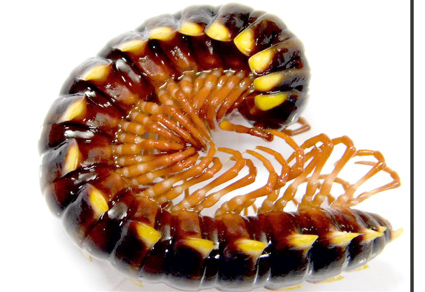 Zootaxa's tweet photo. #Chondrodesmus #riparius Carl, 1914, a millipede species new to the fauna of Costa Rica, originally described from #Colombia, and introduced to and presently widespread across #Europe (#Diplopoda, #Polydesmida, #Chelodesmidae)
#taxonomy
https://t.co/x9TbJwlJ5r https://t.co/milvcOjitc