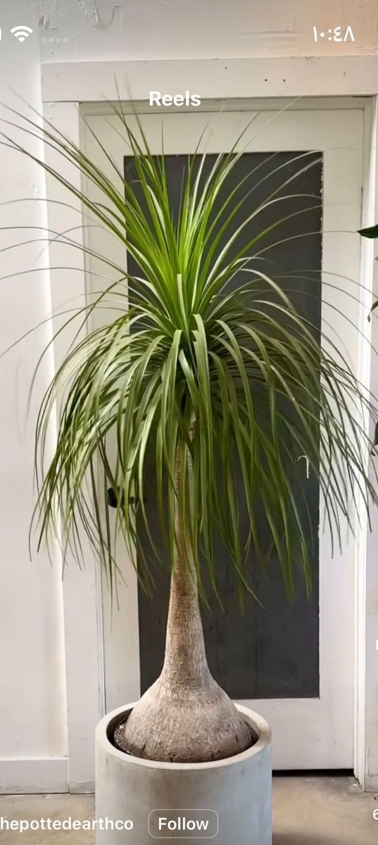 .….....l💚✿l💚✿l💚
......💚.l✿💚l✿💚l✿
 …💚l✿.*💚.l✿💚l✿💚l✿
 ....l✿💚*l✿.💚l✿💚 l✿
 💚l✿💚l✿💚l✿💚l✿💚l✿
 l✿`*💚l✿💚*l✿💚l✿
  ……........\\\||///.
 ……...........\\||//.
exotic and too beautiful