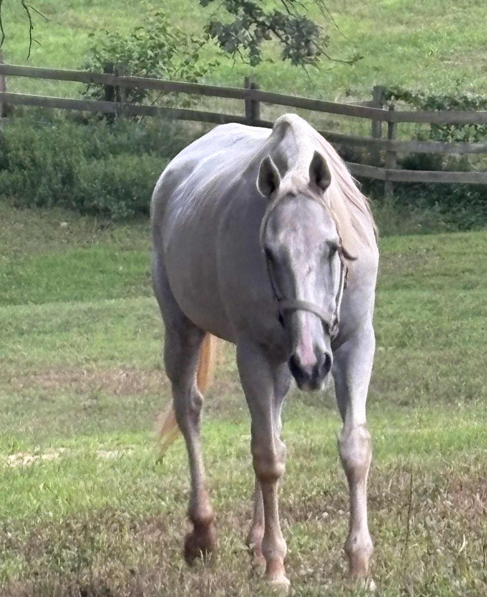 🙏❤️‍🩹🙏❤️‍🩹Update! Beagle Bust the first day she was rescued until now. She has had to overcome so much not only from an upper respiratory infection that she is healing from but also the cuts and bruises, stifle injury and obvious abuse she suffered at the hands of someone in her