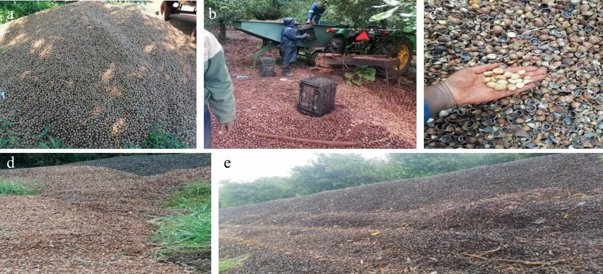 #CAS #PostharvestLoss #FoodSecurity
Study in Vhembe, South Africa shows &gt;50% of smallholder fruit farmers face postharvest losses due to poor storage, transport damage &amp; handling. Solutions: storage, markets &amp; credit access.
<a href="/MaximumAcademic/">Maximum Academic</a>
Details: maxapress.com/article/doi/10…