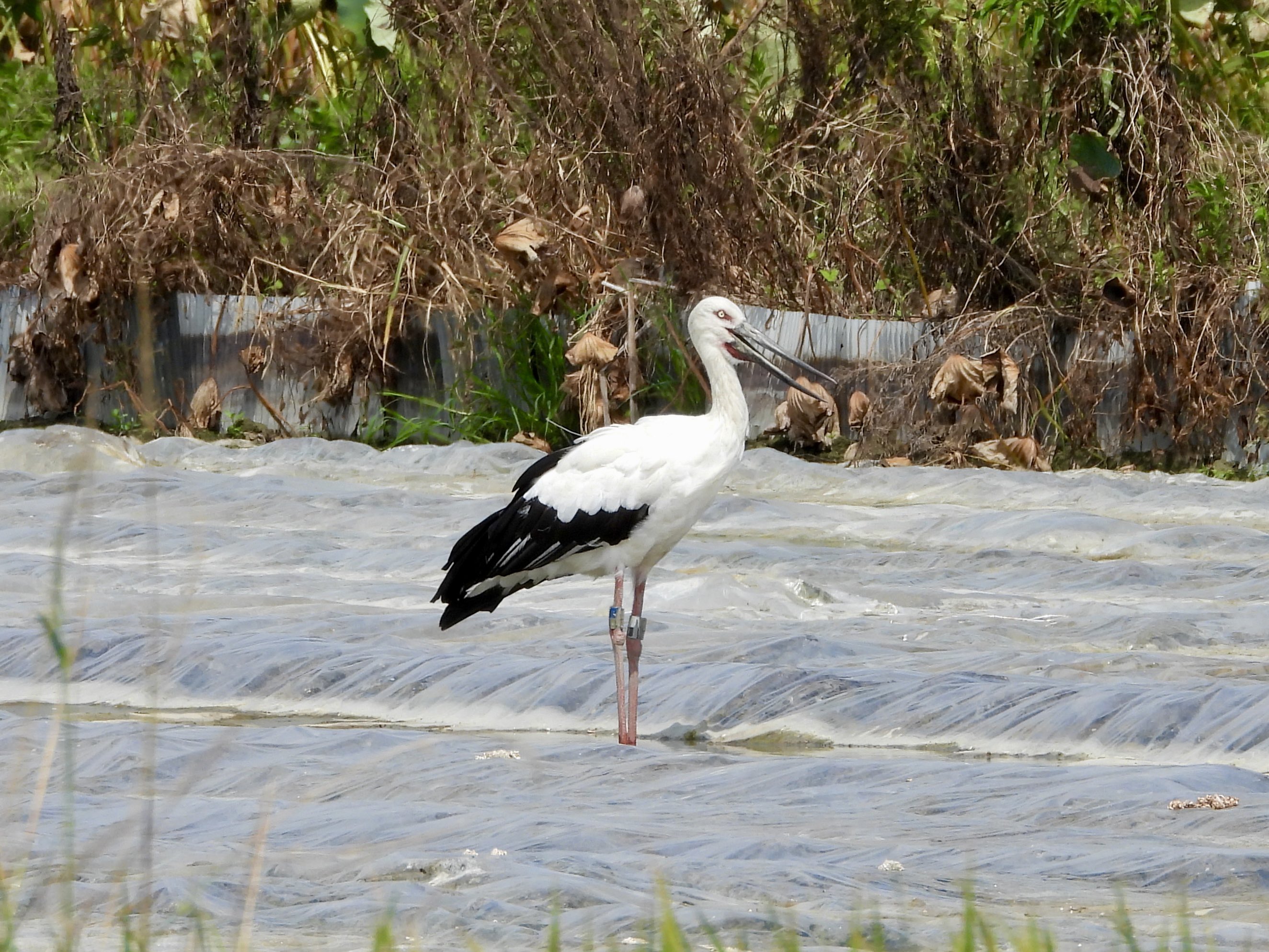 神産ノ黄泉鳥アメノトリフネ2枚　オオヤシマ2枚 ヤバ鳥図鑑 あたま編 #試し読み 『ニシツノメドリ』Fratercula