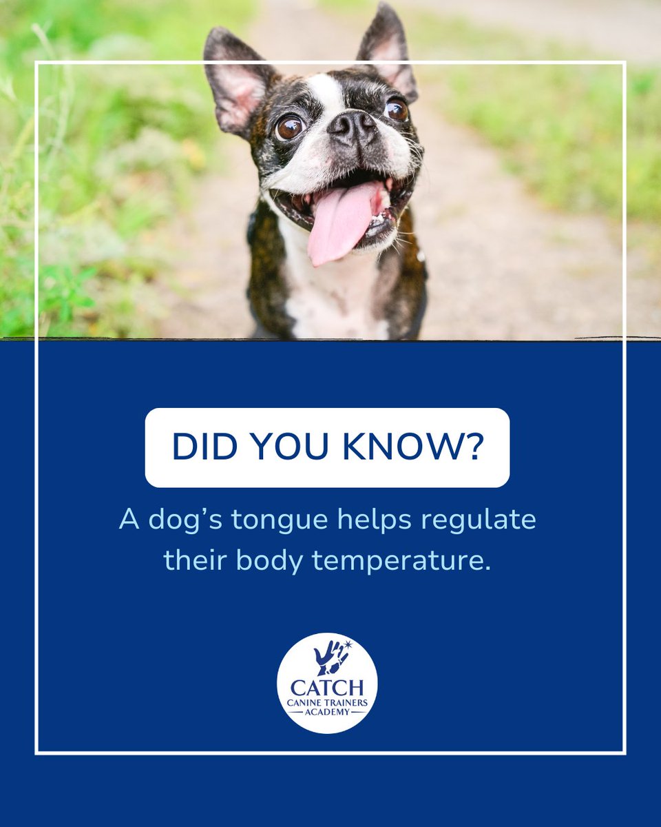 CATCHdogtrainer's tweet image. Did you know a dog's tongue helps regulate their body temperature? 👅 Panting evaporates moisture and cools them down.
......
#CATCHCanineTrainersAcademy #DogTraining #DogTrainer #AnimalEducation #DidYouKnow