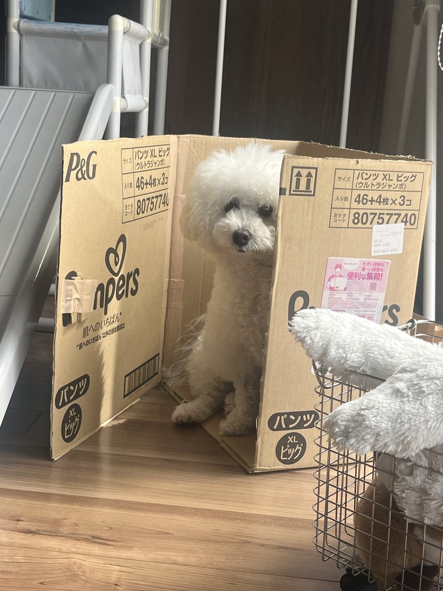 ふと見たら息子のダンボールおもちゃに入ってた