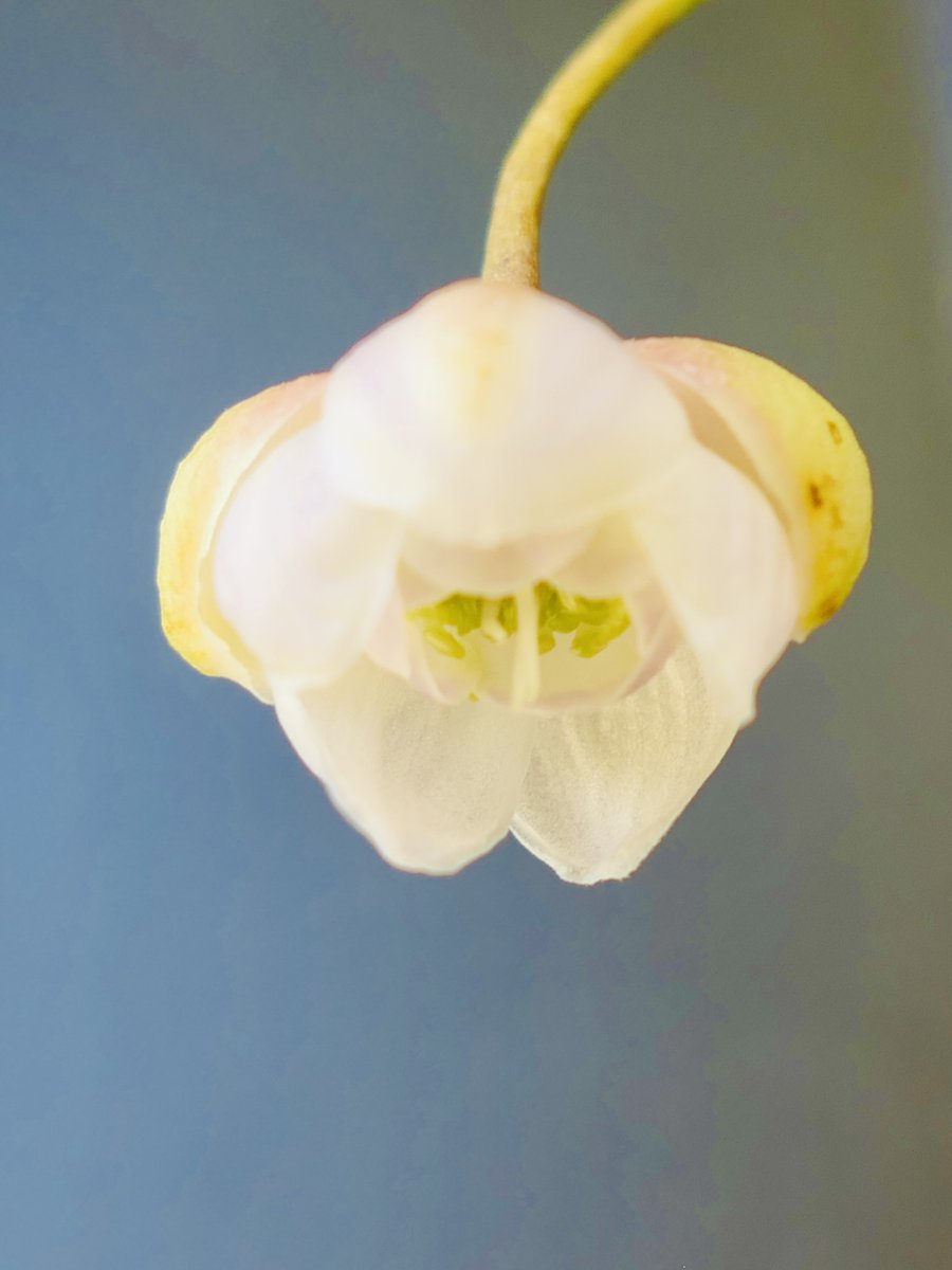 レンゲショウマ（蓮華升麻）。葉は、ほとんど枯れ果てたが、最後に一輪花開いた。

照り降りにさして色なし古日傘　久女

まだ、日傘を使わないといけない。