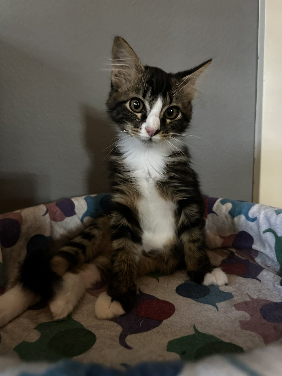 Valoryze's tweet image. Anyway so we got a KITTEN!!!