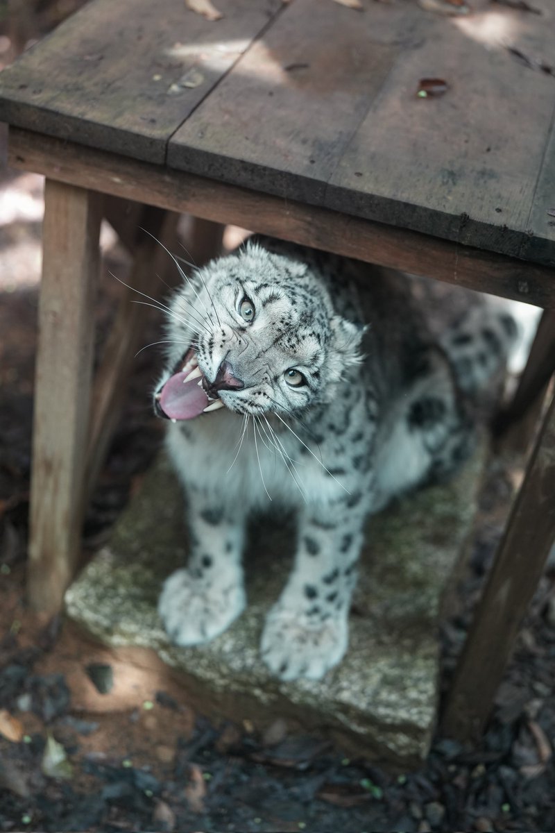 おっきなあくび〜🥱ᐝ

 #いしかわ動物園
 #ユキヒョウ
 #ヒメル
📷250911