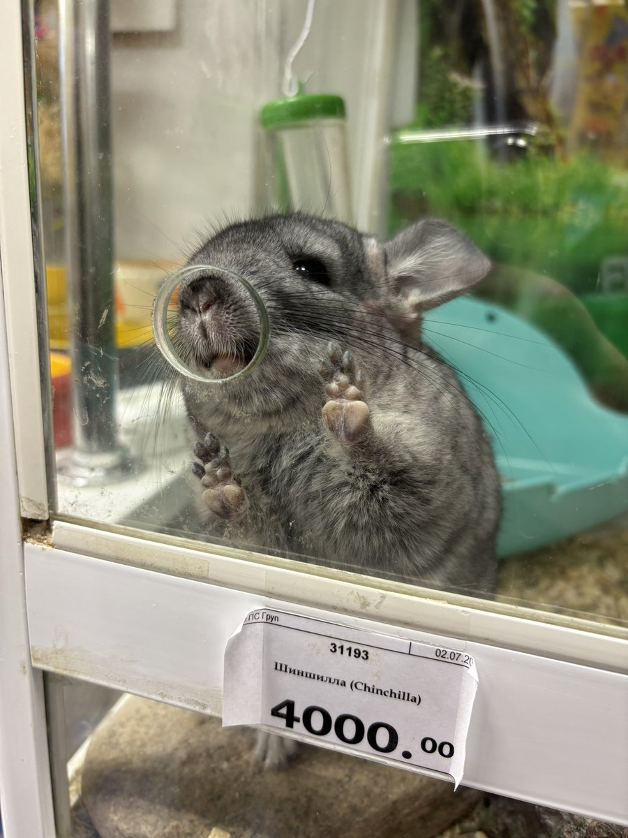 Подумываю обменять калика и макарика на шиншиллу потому что у нее пушистый хвостик и она смешно прыгает