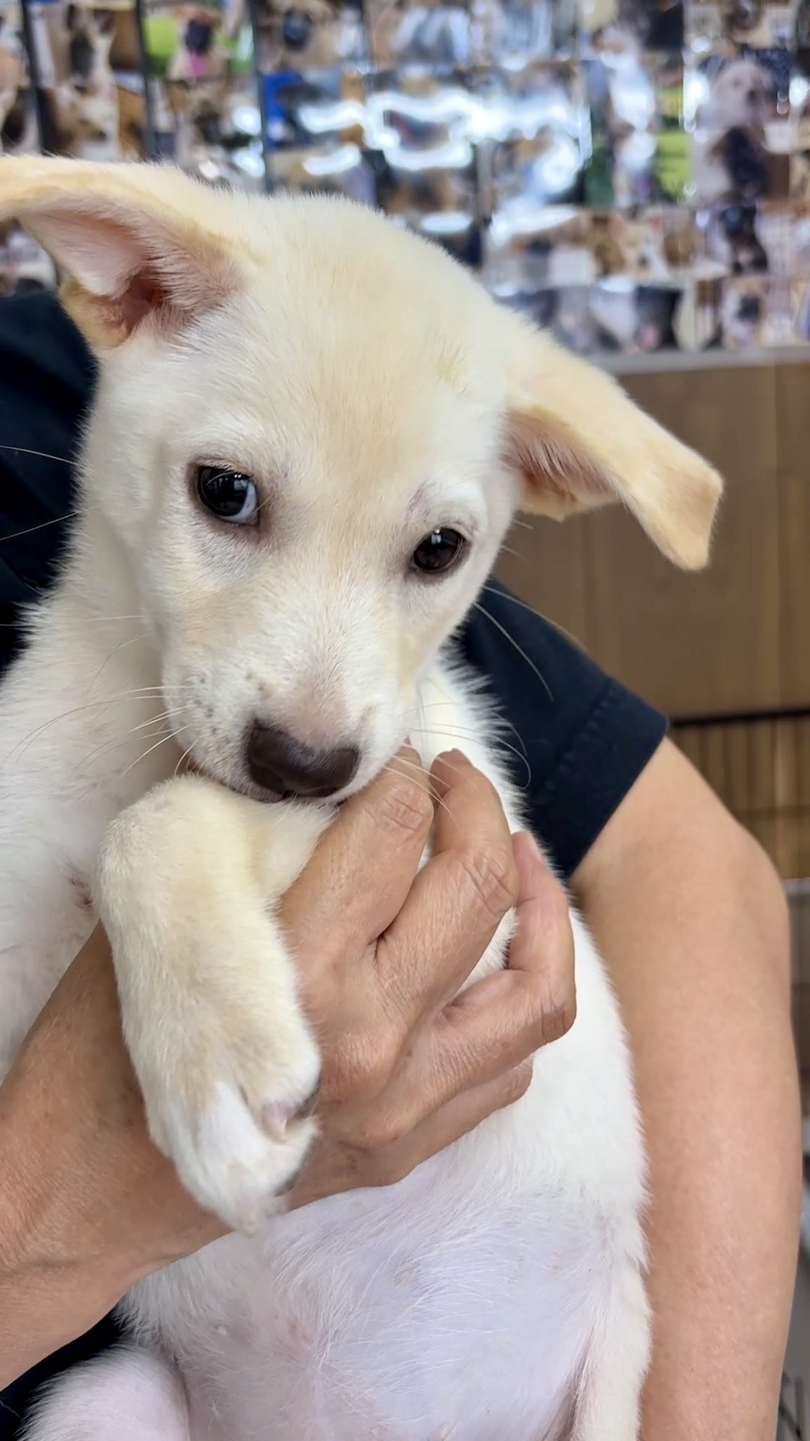 野良犬 野良犬ふれあい広場 on X: 