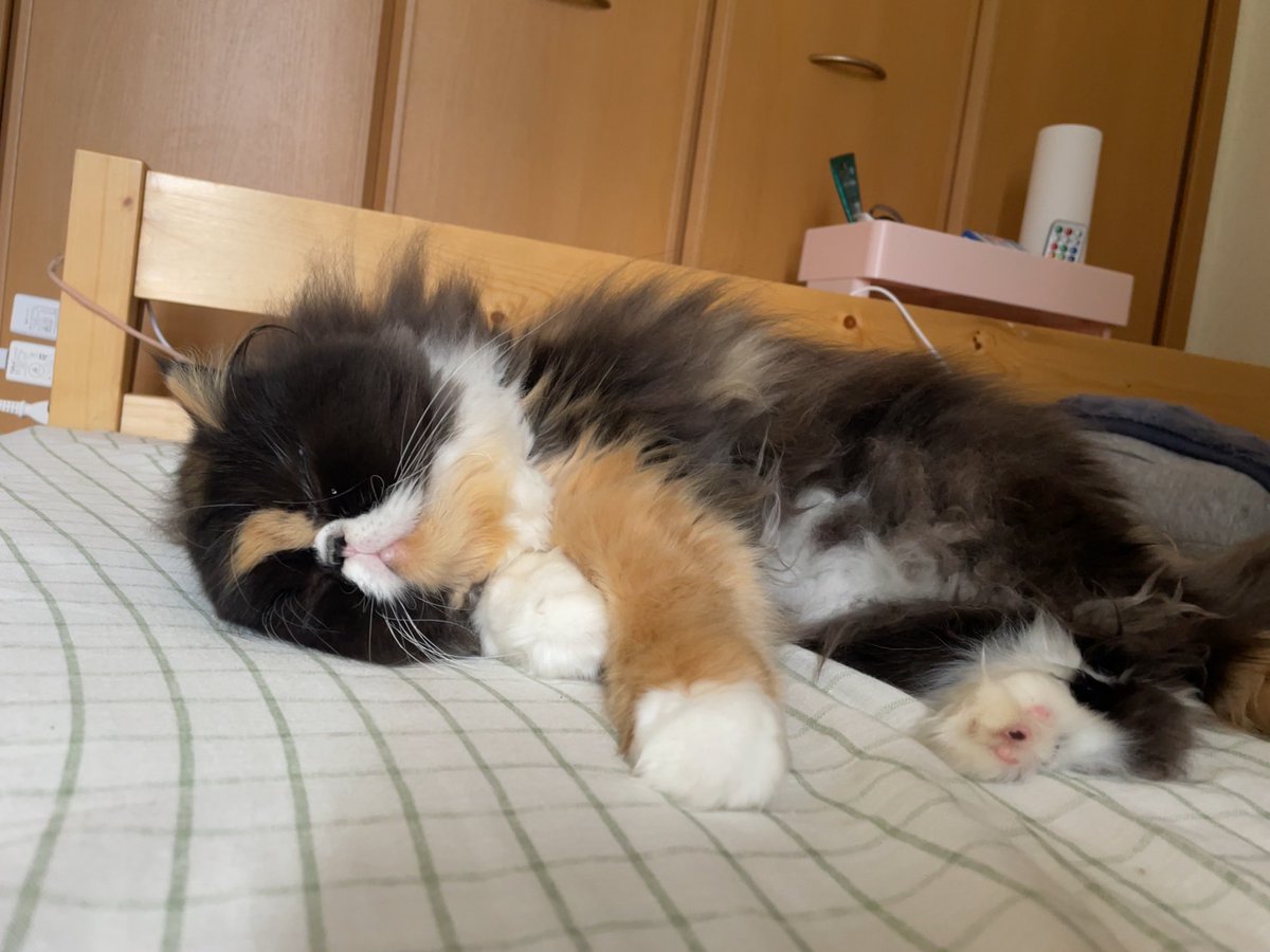 おやすみ💤