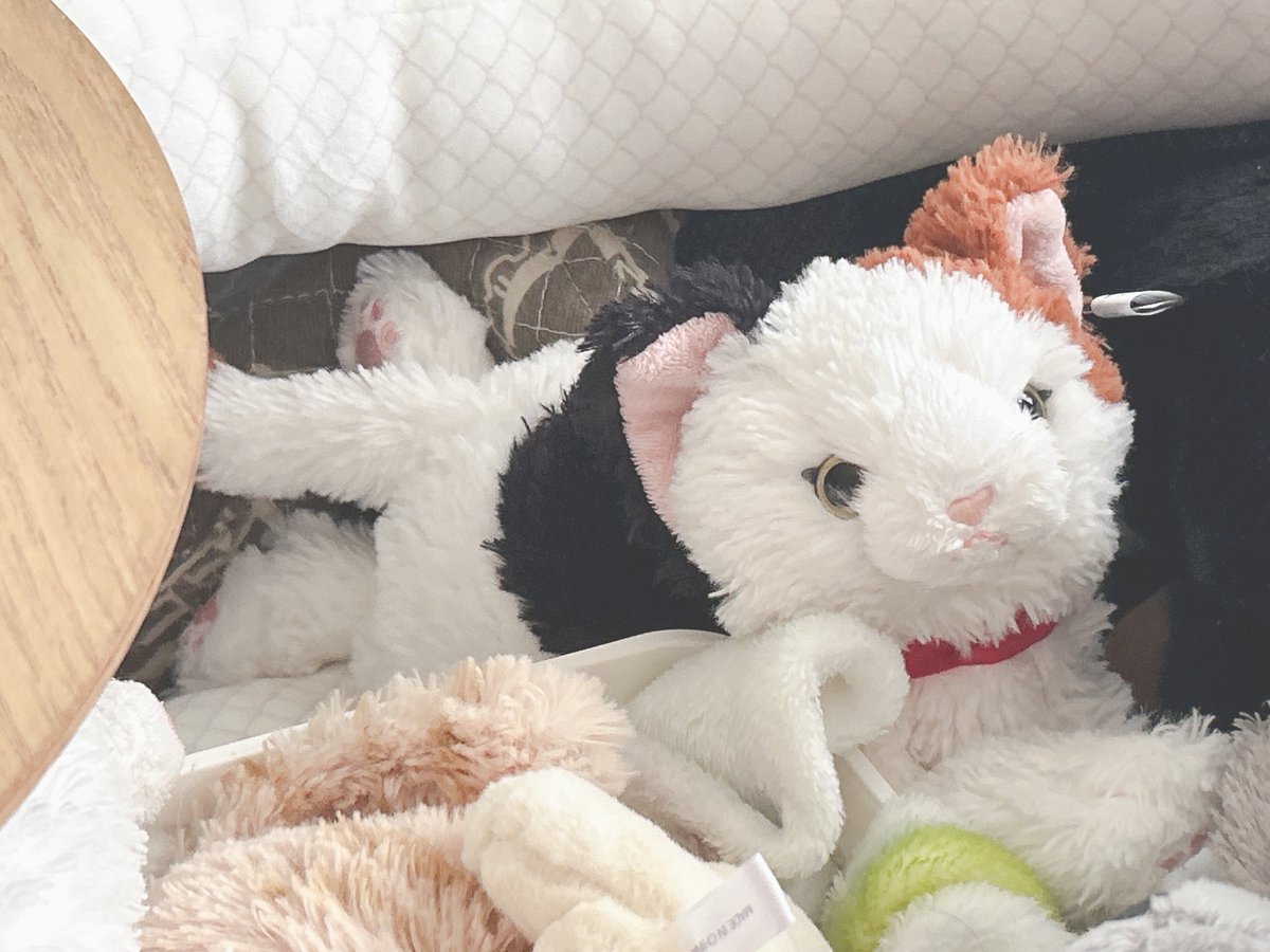 Mokutan_cat's tweet photo. #きょうのもふもふ
みたかわいいね https://t.co/ZzLR1ubry8