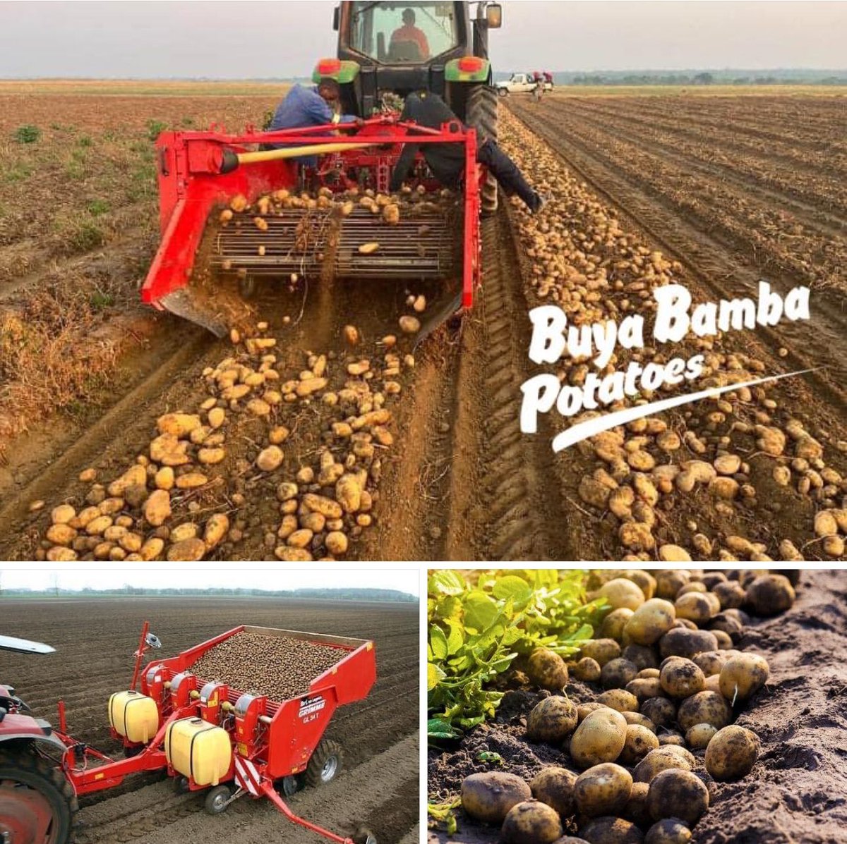 Buya_Bamba's tweet image. Proud to be the official premium partner of GRIMME in Zambia! 🇿🇲🌱 GRIMME is the global leader in innovative potato, beet, and vegetable farming technology.
Offering the widest product range to boost productivity &amp;amp; sustainability. #Agriculture #ZambiaFarming #FarmTech