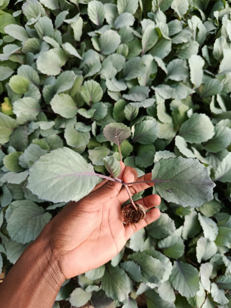 Zionseedlings's tweet image. Add vibrant color and a nutritional punch to your dishes with homegrown red cabbage! Our healthy red cabbage seedlings are ready to plant and thrive.
#RedCabbage #HomeGrown #GardeningTips
