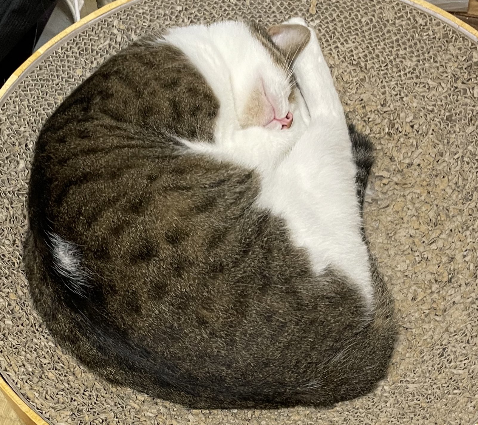 うさぎ。 on X: 