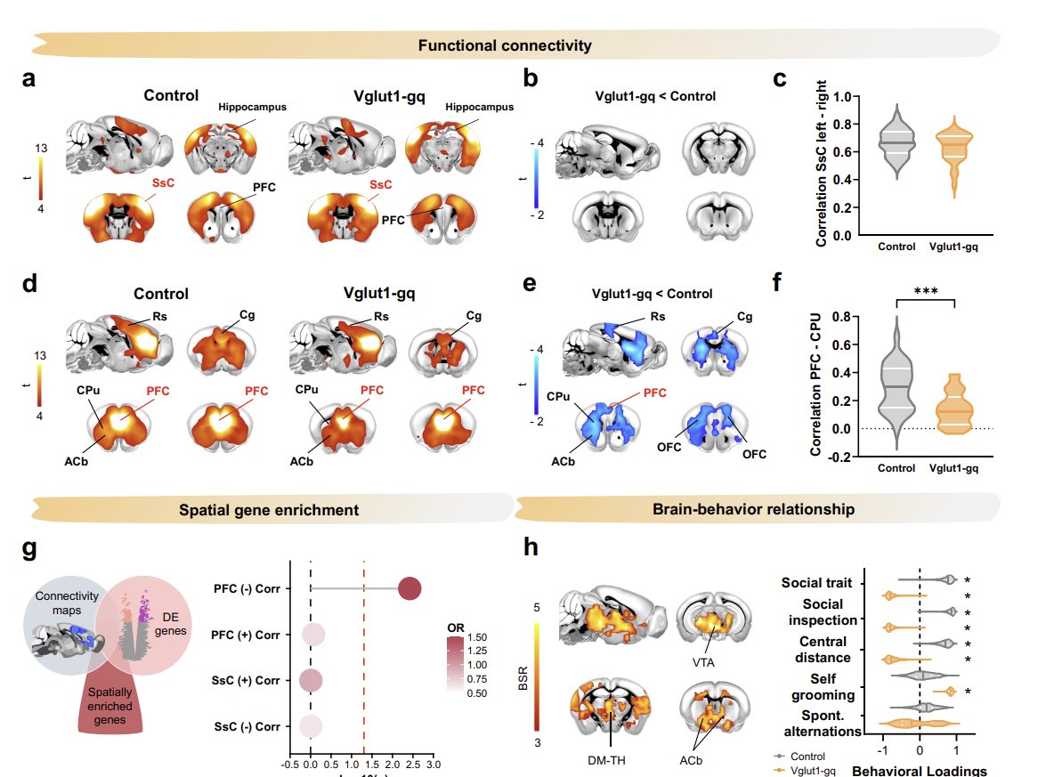 Alessandro Gozzi (@gozziale.bsky.social) (@gozzi_ale) on Twitter photo Excited to share our new preprint led by our mighty <a href="/StueferAlexia/">Alexia Stuefer</a>
Here we tackle a classic chicken/egg 🐣🥚 question in #autism and dev. neuroscience
👉Is excitation–inhibition (E:I) imbalance a "cause" or a "consequence of autism?
👉 tinyurl.com/32d3be9f
Find out below🧵 Excited to share our new preprint led by our mighty <a href="/StueferAlexia/">Alexia Stuefer</a>
Here we tackle a classic chicken/egg 🐣🥚 question in #autism and dev. neuroscience
👉Is excitation–inhibition (E:I) imbalance a "cause" or a "consequence of autism?
👉 tinyurl.com/32d3be9f
Find out below🧵