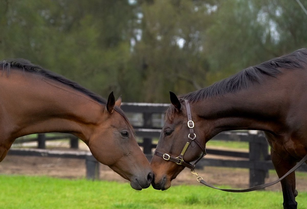 CoolmoreAus's tweet photo. Truly the Home of Champions!

Paddock mates Winx and Sunlight enjoying each other’s company ☀️💙

#Coolmore #HomeOfChampions https://t.co/FjbAAZwbC1