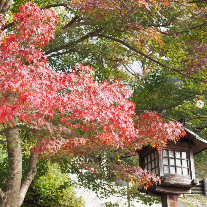 NEOLD_PH's tweet photo. NEOLD Private House has been designed for one party at a time, so that you may enjoy your stay in the utmost comfort and privacy. 

https://t.co/MbvhOJwwUV

#NeoldLuxury #Neoldprivatehouse #luxurylifestyle #autumninjapan2025 #travelindustry #luxuryhospitality  #Yoshino #narapark https://t.co/CZhR6P0wwQ
