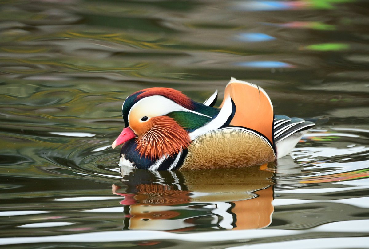 Originally from China, UK Mandarin ducks escaped from captivity in 1930s. They're one of the few introduced species in Britain that has not created any environmental problems, mainly because it uses a habitat not favoured by our native wildfowl.  #birds