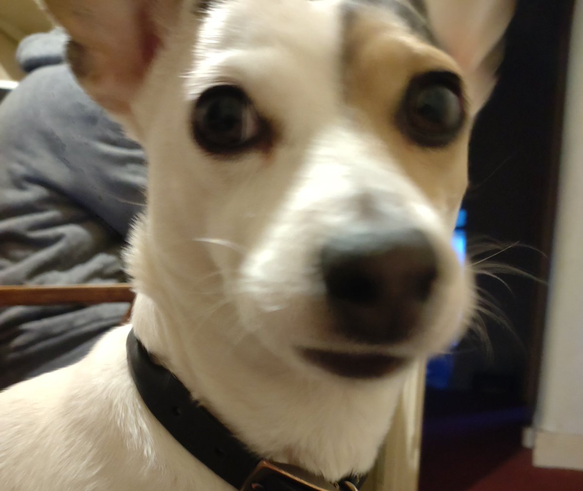 Good morning 👋😊 love and peace ✌️🐶