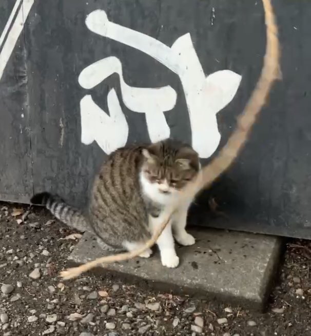 ねこ Amazon.co.jp: ご縁猫 ジュエリーキャット(S-SIZE ピンク Pink
