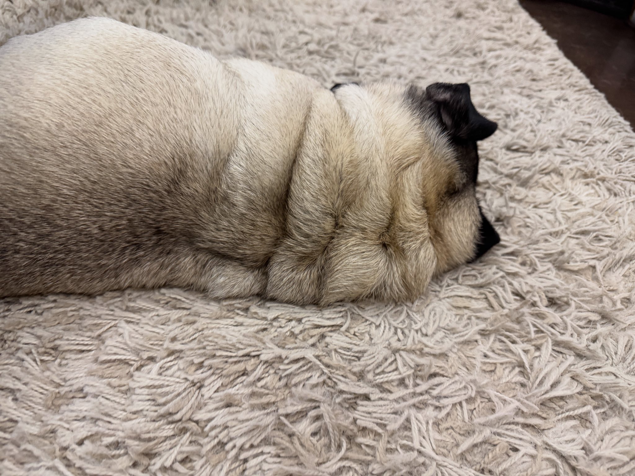 再お値下げ！【未使用】DOG FEVERドッグフィーバー PUG HAGRING DOG FEVER ドッグフィーバー 正規通販 | HardiVague公式