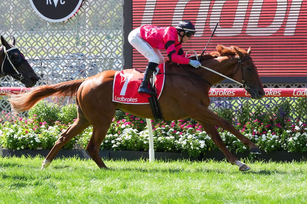 tnews_racing's tweet photo. Large ownership group banking on Dubai > The hopes and dreams of @MyRacehorseAU connections in Melbourne Cup entrant Bur Dubai (GB) go on the line in the Group 3 Archer Stakes (2500m) on Saturday.
 https://t.co/Nf9OeTbcl1 https://t.co/esLNM8V5W1