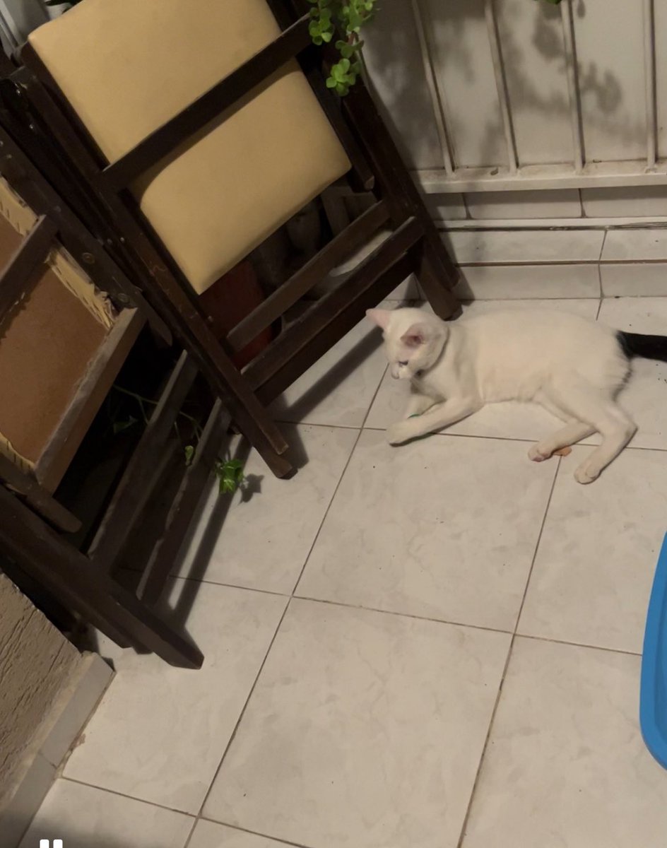 Balkonda ağlıyor diye çıktım sarıldım, İZMİR sevgi dolu çok uslu bir yavru, küçücük bir alanda oyun oynamaya çalışıyor, havalar soğuyor, lütfen ona evinizi açın 🥺