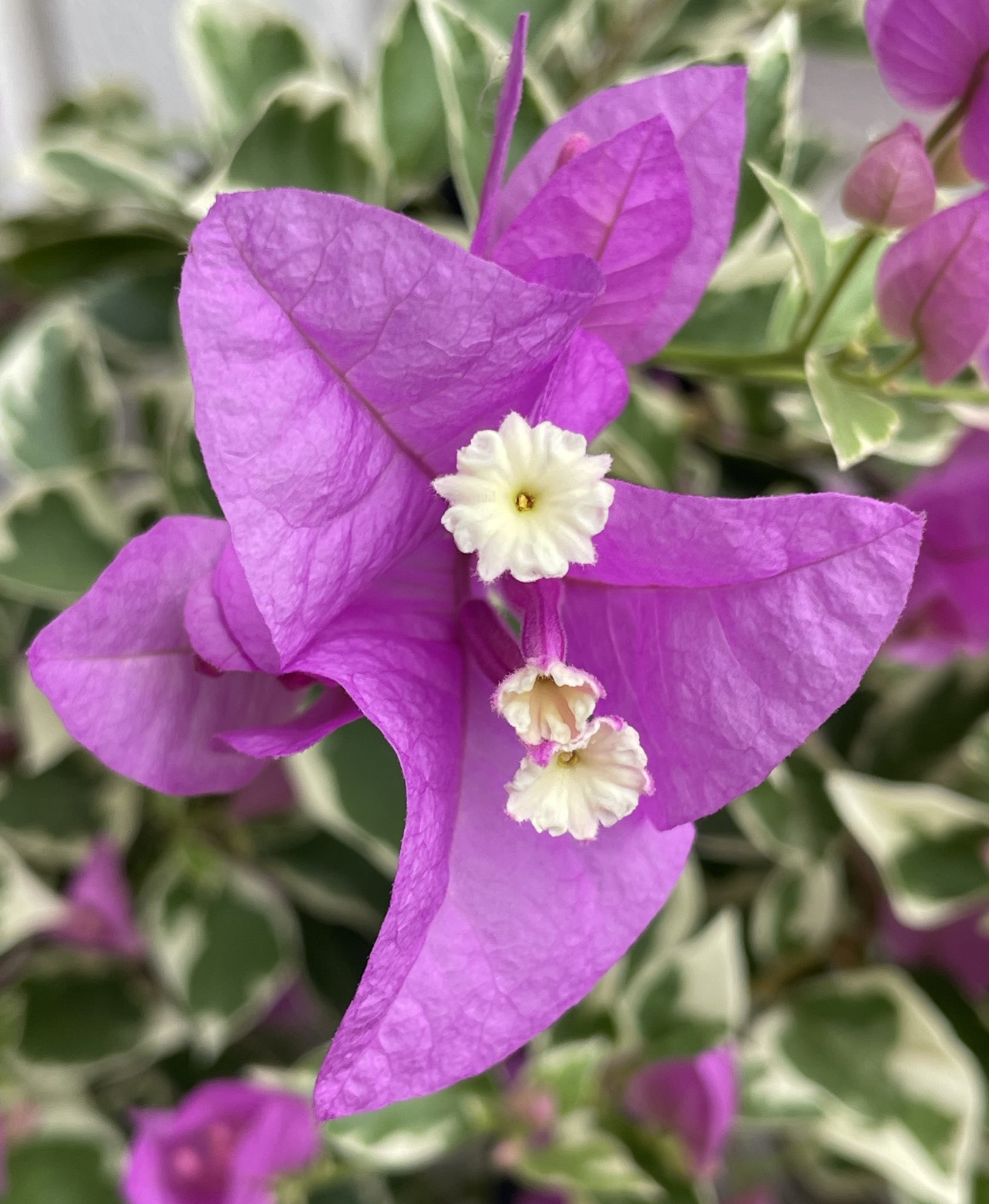 ブーゲンビリア - Search / X