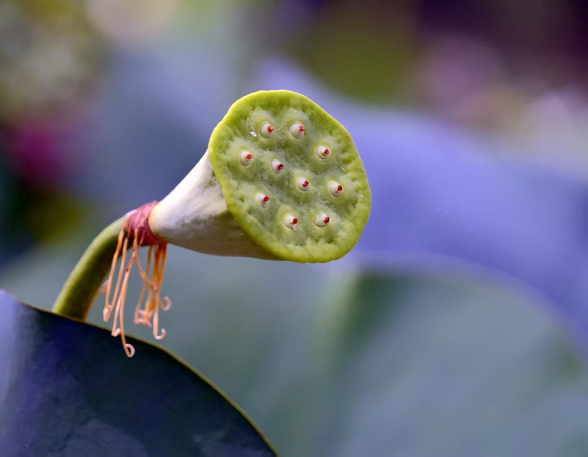 ImageYIXin's tweet photo. Ready For A Great Leap（20250902）#photography #photographers #digitalartists #nature #oriental #fujifilm_xseries #plant #autumn #lotus https://t.co/eOLtmbsWIZ
