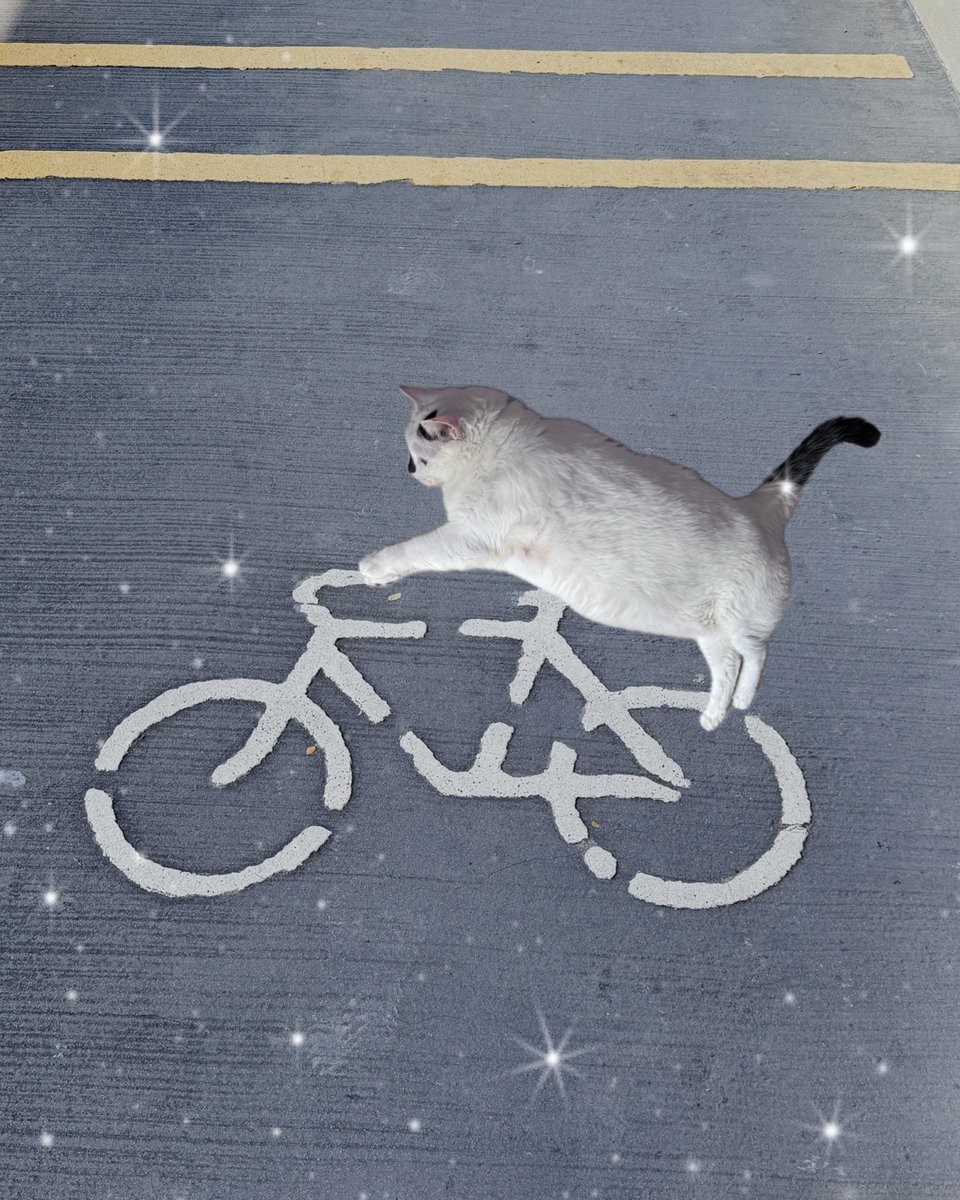 tinyjoyslor's tweet image. My Robbie (after some editing 🤣) 
#cat #cutandpaste #cycling #cute
