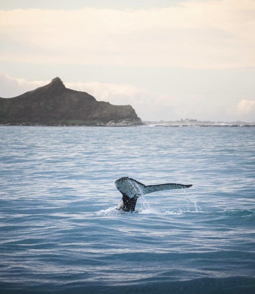 Mystical kaitiaki of the deep. #HumpbackSeason here in Kaikōura has been nothing short of magic 💫 @loicferre_visual 📷