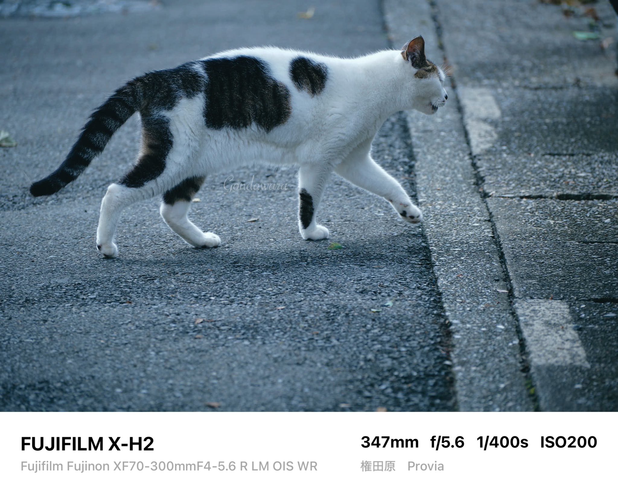 ネコ JXK Studio 1/6 JXK064 ぽっちゃり猫 おでぶ猫 肥猫 ネコ