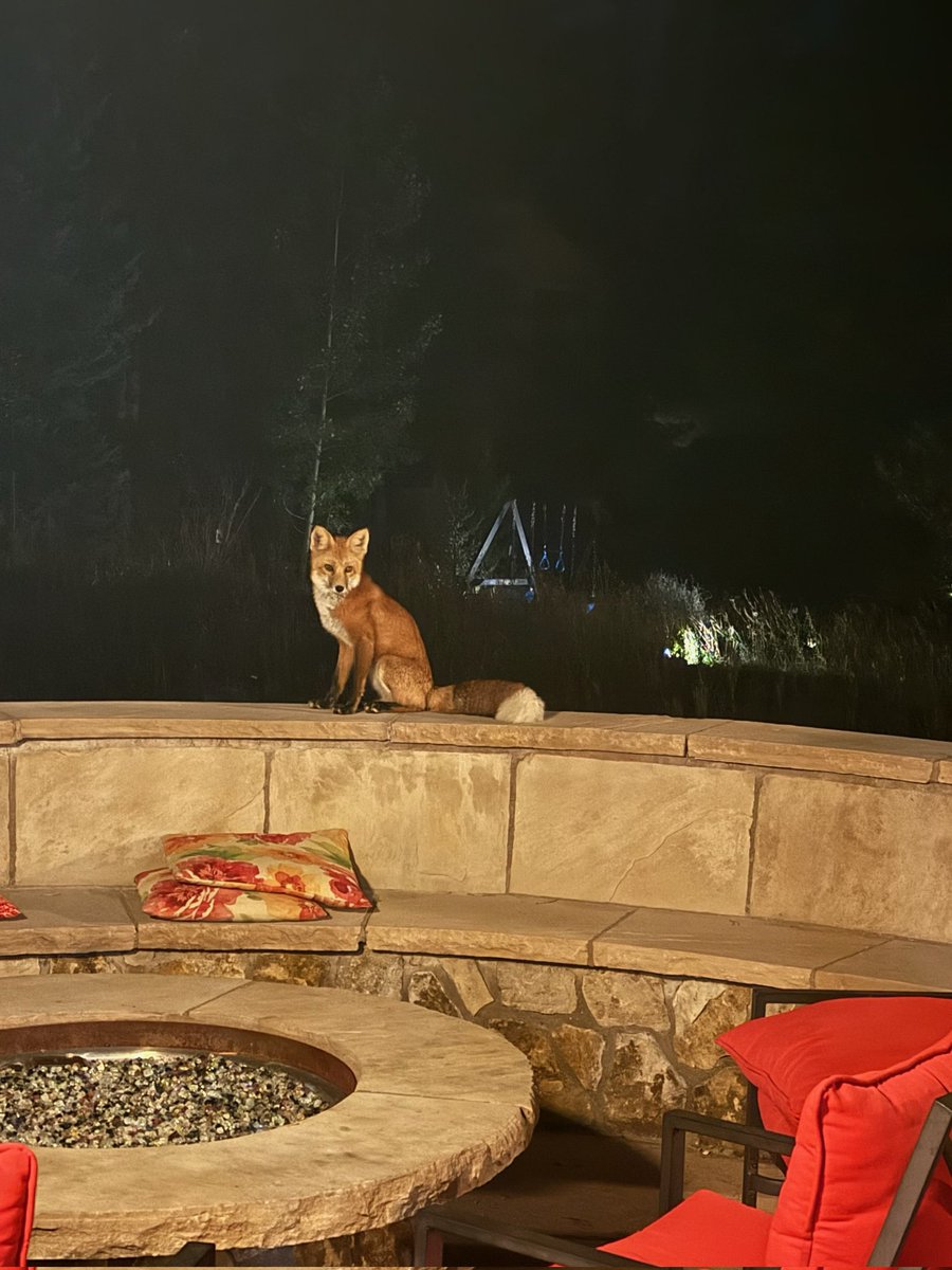 Second night in Breckenridge, Colorado and this lovely fox is outside our Airbnb