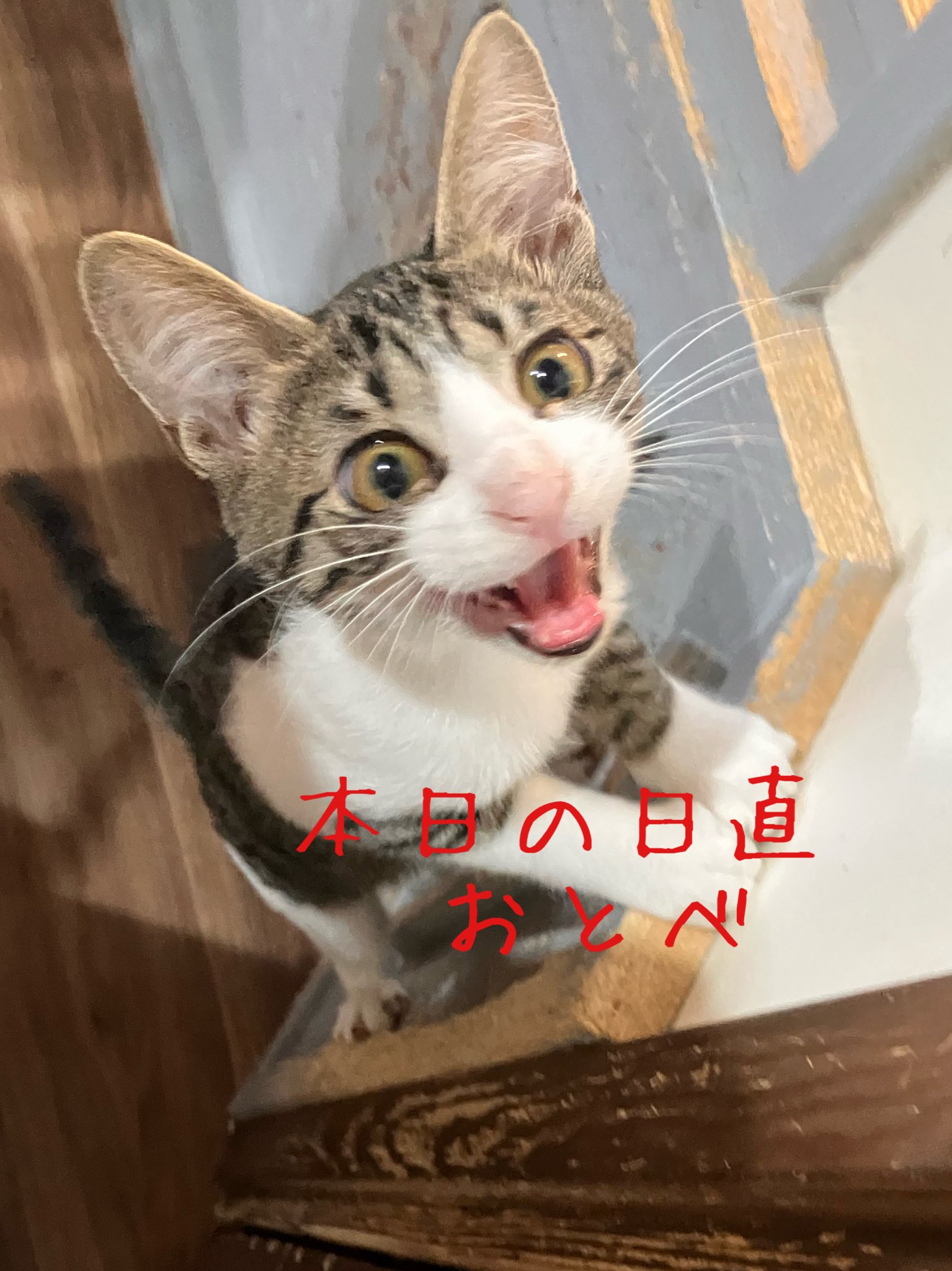 ねこたまご - Search / X