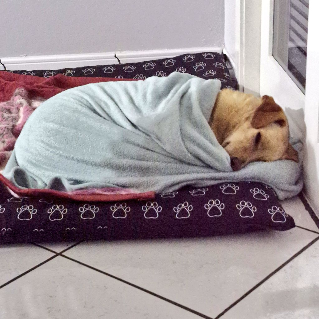 ddschrn's tweet photo. meu hobby é enrolar o rex na cobertinha dele igual ensaio newborn https://t.co/Ob4OVFoubE