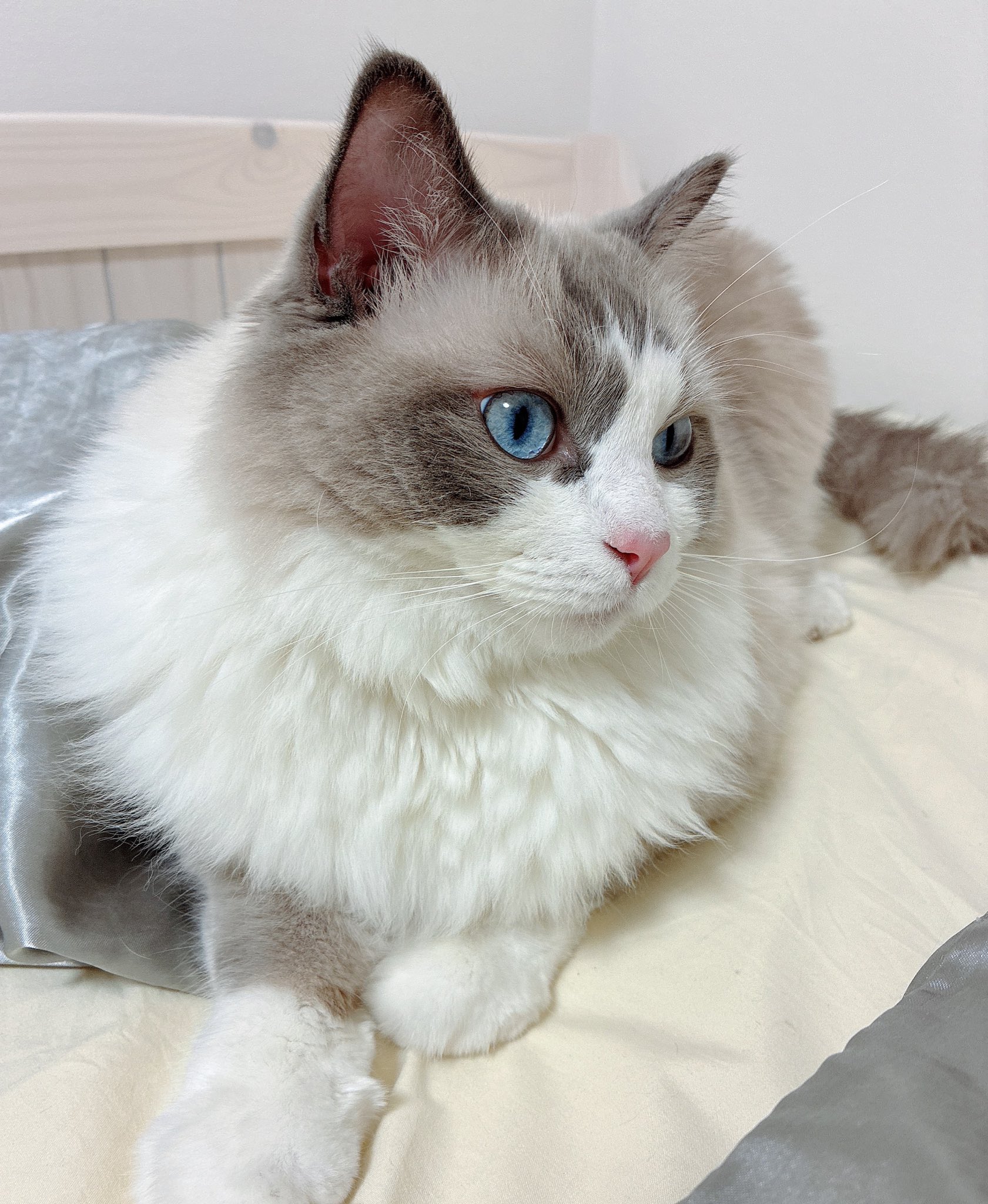 ⭐️ルー 猫ちゃんバングル⭐️ ⭐️ルー 猫ちゃんバングル ルー 猫ちゃんバングル⭐️ 楽天市場