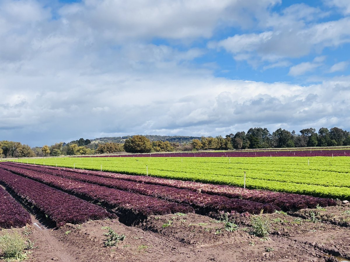 This week we are in beautiful #Gippsland, visiting #babyleaf producers as part of our national project. I appreciate the effort and innovation these growers put in to produce such healthy crops. #Weed_Management is one of the biggest challenges facing the industry. And my team is