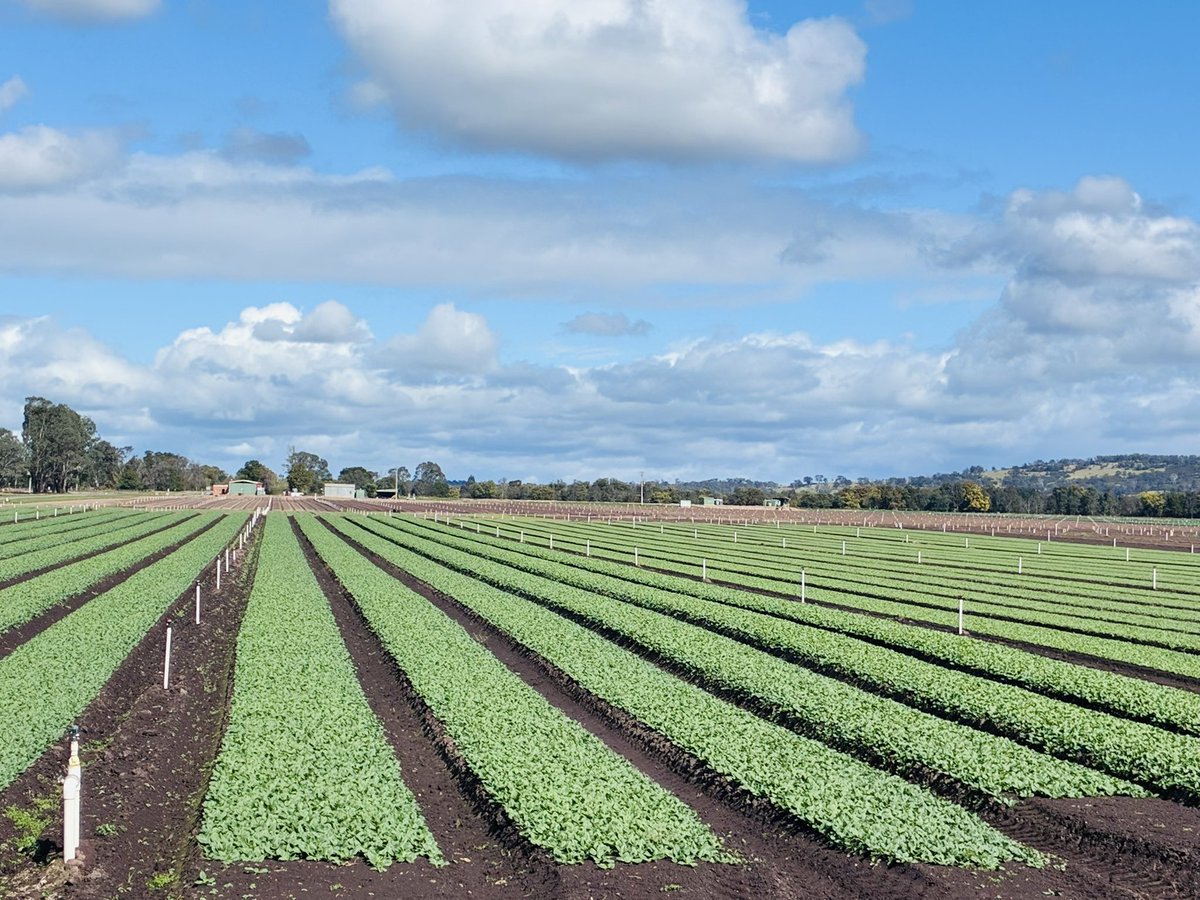 a1bajwa's tweet photo. This week we are in beautiful #Gippsland, visiting #babyleaf producers as part of our national project. I appreciate the effort and innovation these growers put in to produce such healthy crops. #Weed_Management is one of the biggest challenges facing the industry. And my team is actively doing research on #weed biology, #toxicity and #management to address this challenge. Thanks to all the producers for engaging conversations and help with weed #surveys:
#Tripod Farmers
#Dicky Bill Australia
#Bulmer Farms Pty Ltd
#Frais Farms
#Riviera Farms Pty Ltd
#Hussey & Co
Big thanks to @Hort_Au for funding this project and Applied Horticultural Research for leading it.
#LaTrobe @SABE_latrobe @latrobe
#salad #spinach #rocket #mizuna #tatsoi #lettuce #chard