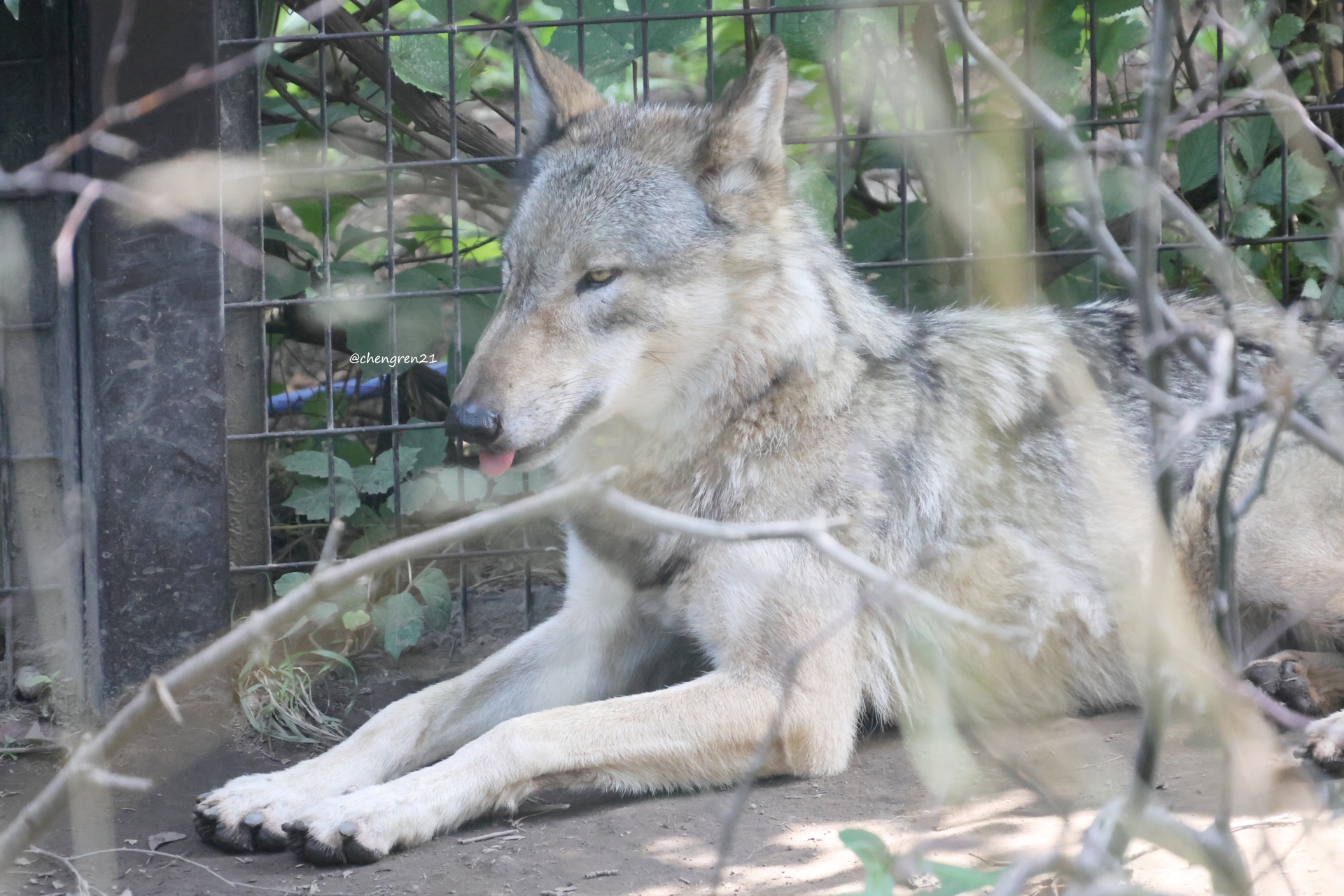 ぐでオオカミ 1996年、絶滅した日本のオオカミを50年間探し続けてきた八木博が
